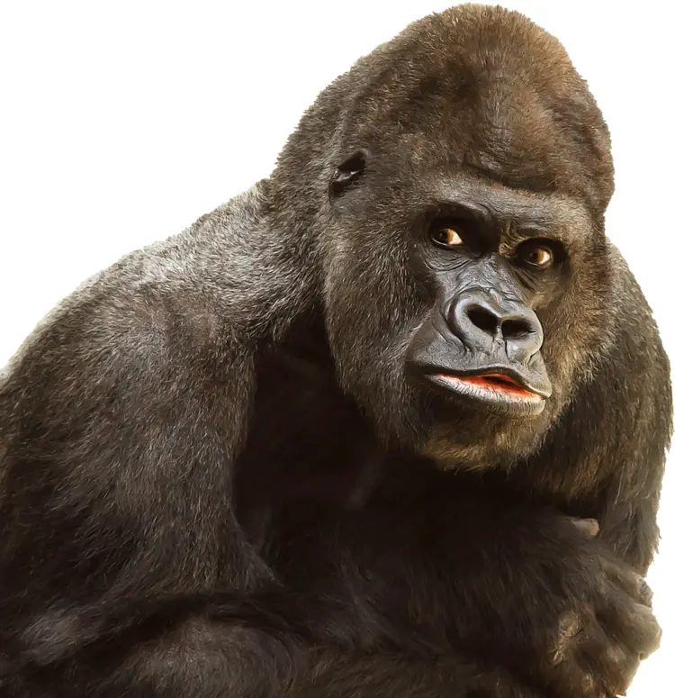 Gorilla in Natural Habitat