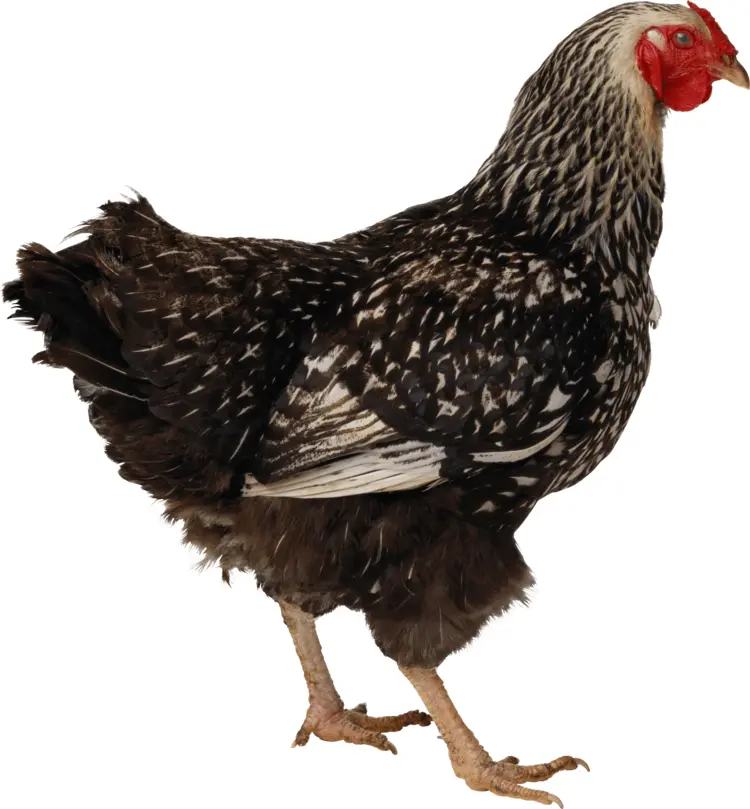 Black and White Chicken on Farm