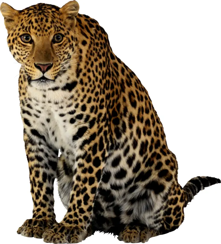 Leopard with Spots in Wildlife