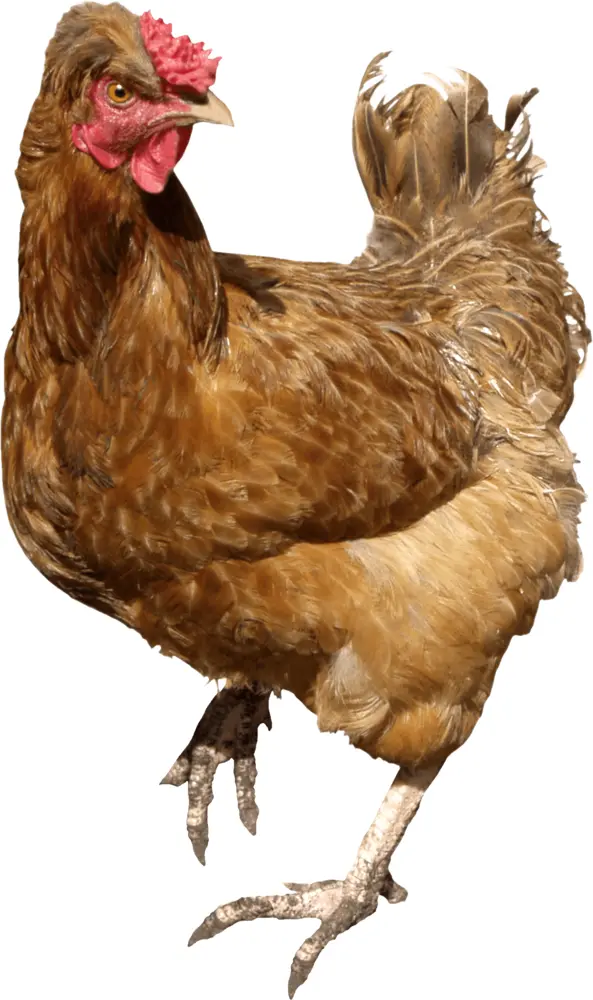 Brown Chicken on Farm