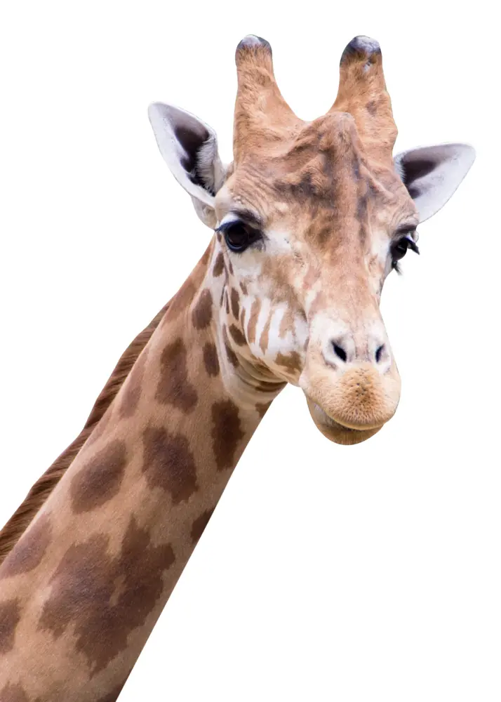 Giraffe with Long Neck and Spots