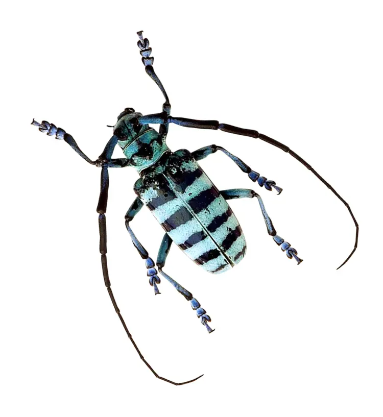 Striped Beetle with Long Antennae