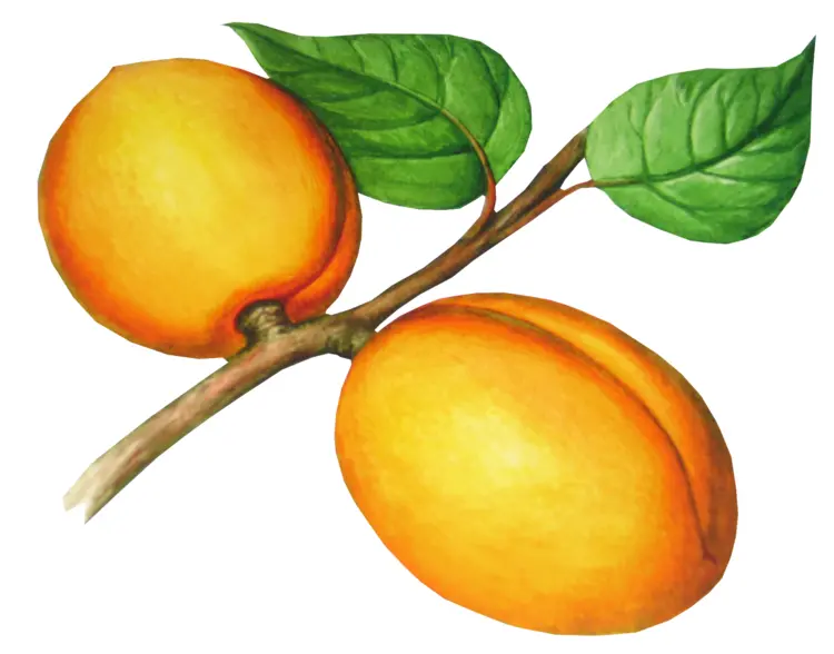 Yellow Apricots on Branch with Leaves
