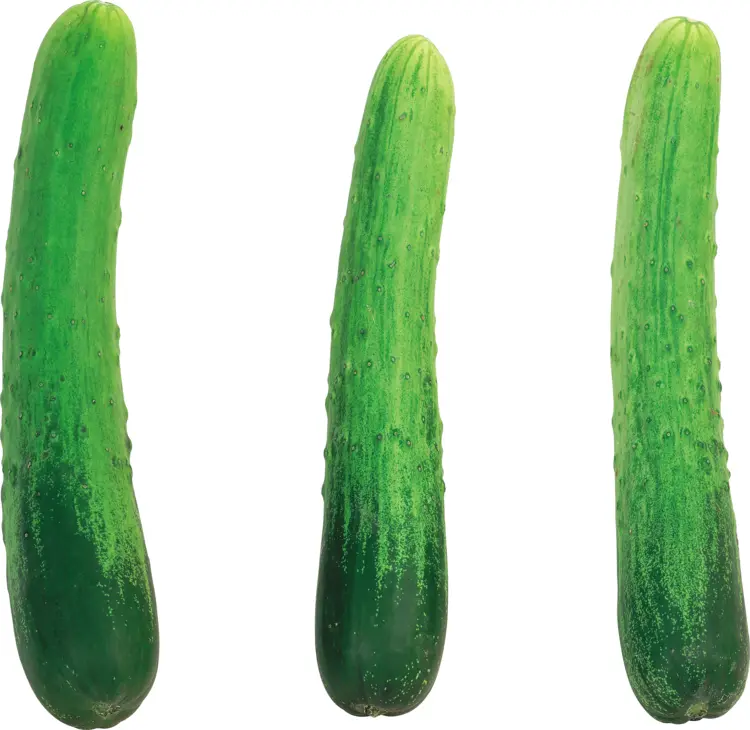 Tall Green Cucumbers