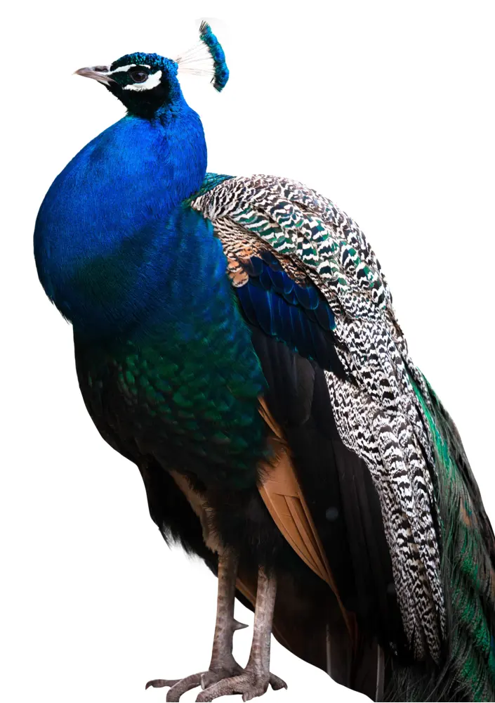 Colorful Peacock Standing