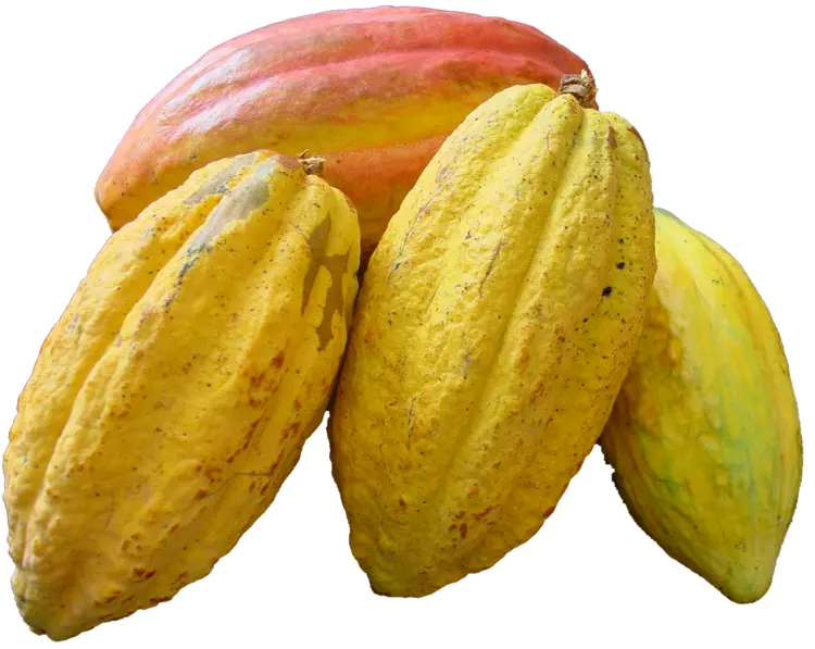 Yellow Cocoa Pods