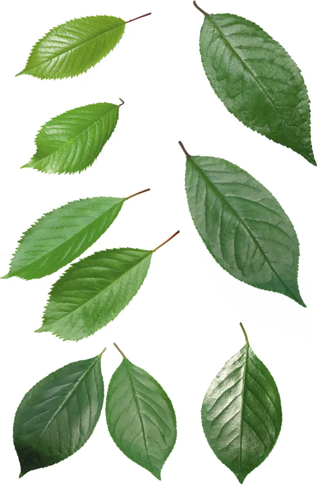 Various Green Leaves