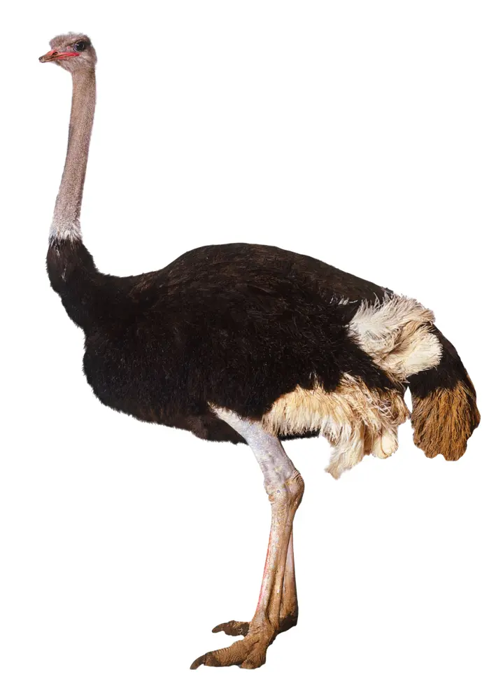 Large Flightless Ostrich