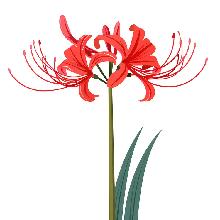 Red Spider Lily Illustration