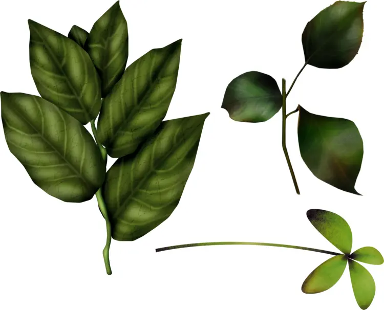 Dark Green Leaves Illustration