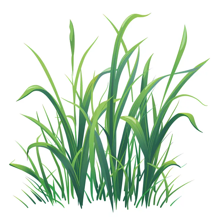 Green Grass Illustration