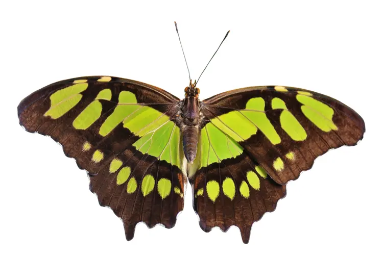 Green and Brown Butterfly with Patterned Wings