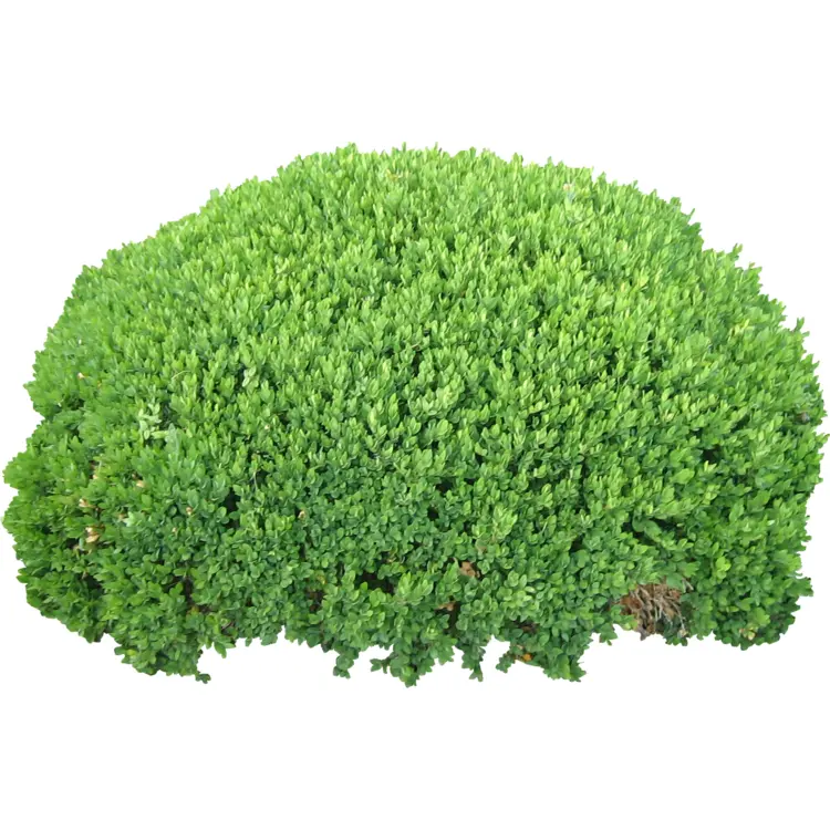 Lush Green Bush