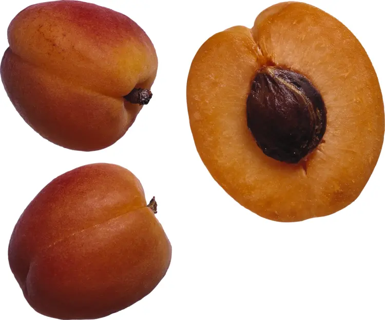 Cut Orange Apricot