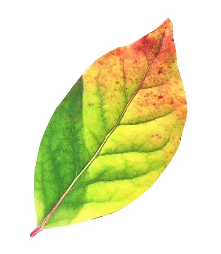 Colorful Leaf in Autumn