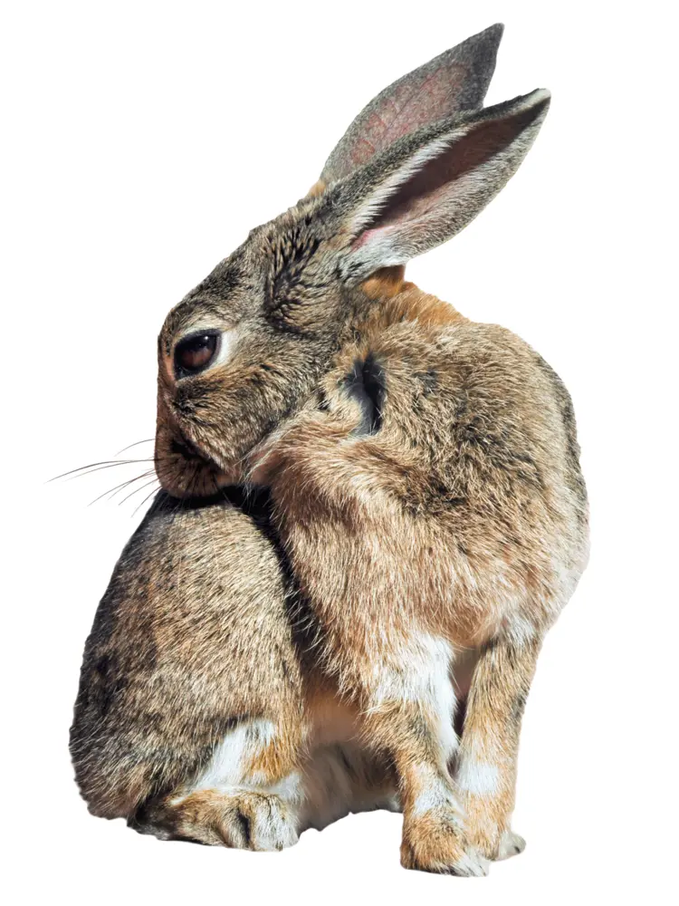 Brown Rabbit Sitting