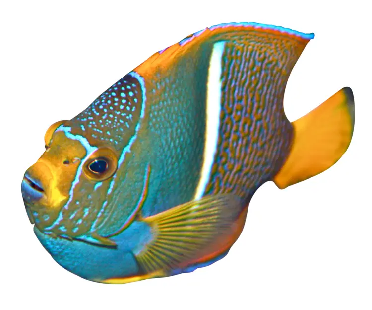 Colorful Fish in Marine Environment