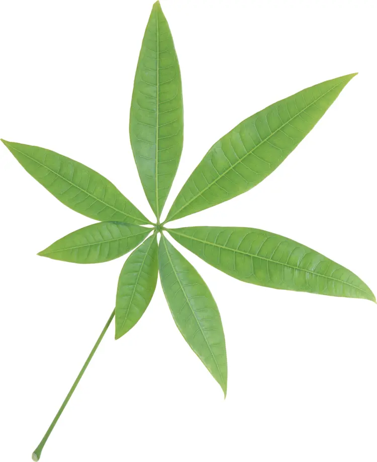 Star-Shaped Green Leaf