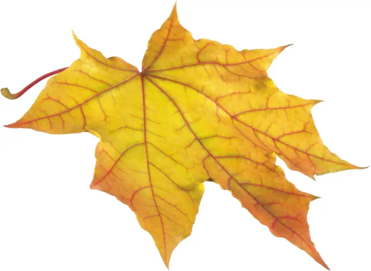 Yellow Maple Leaf in Autumn