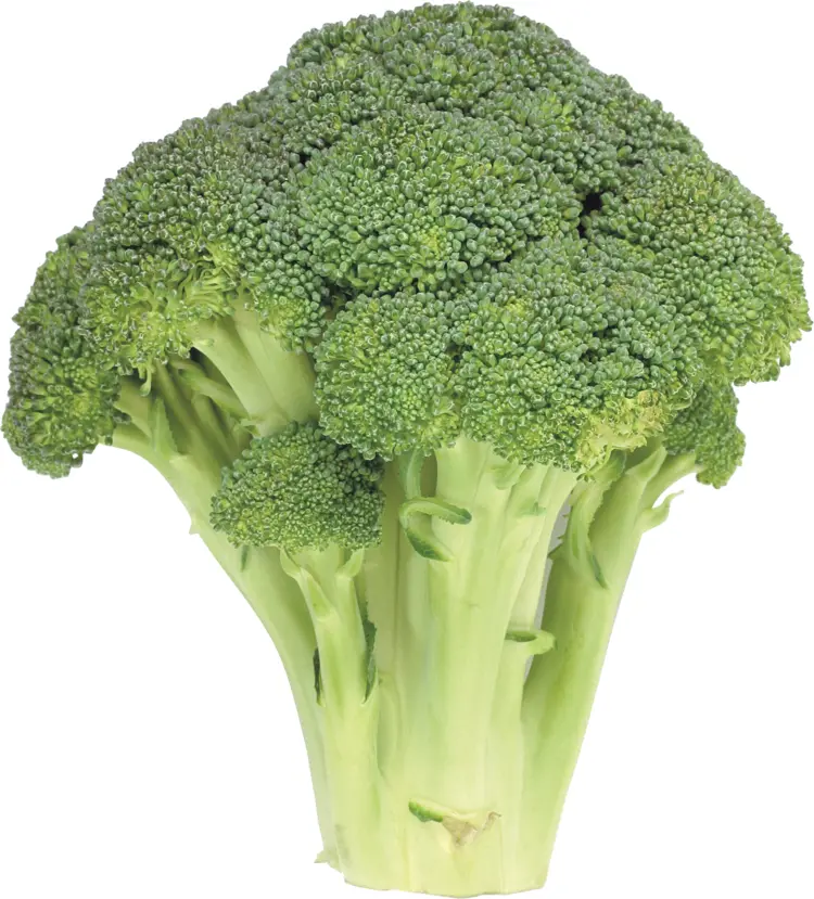 Fresh Green Broccoli Stalk