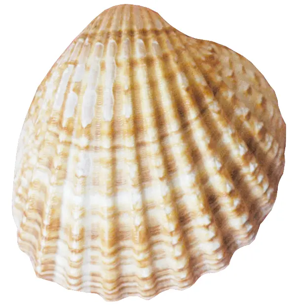 Ribbed Seashell
