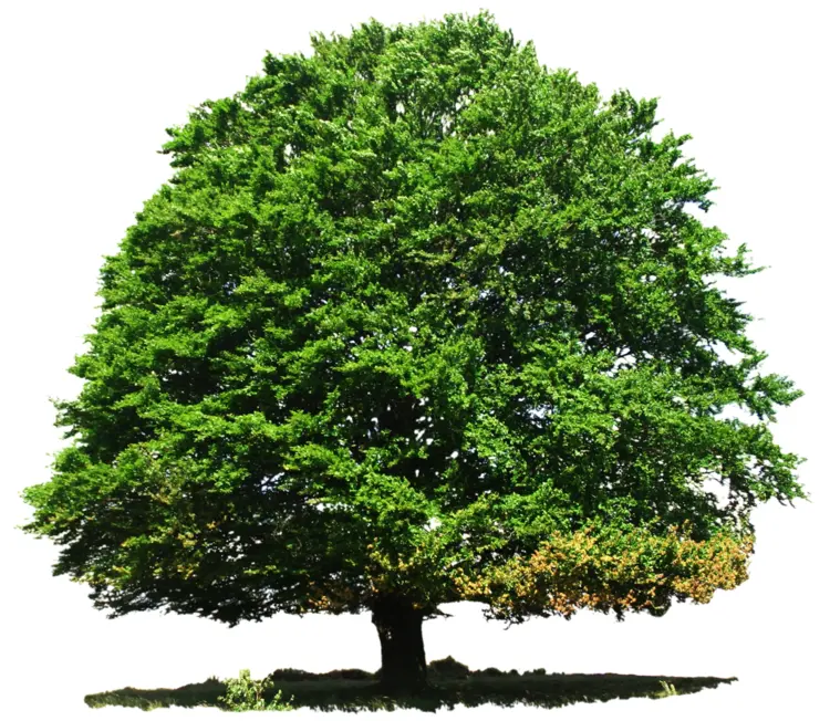 Large Green Tree in Nature