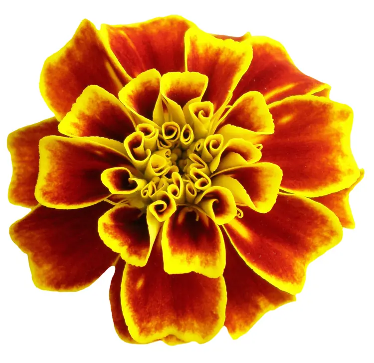 Vibrant Marigold Flower