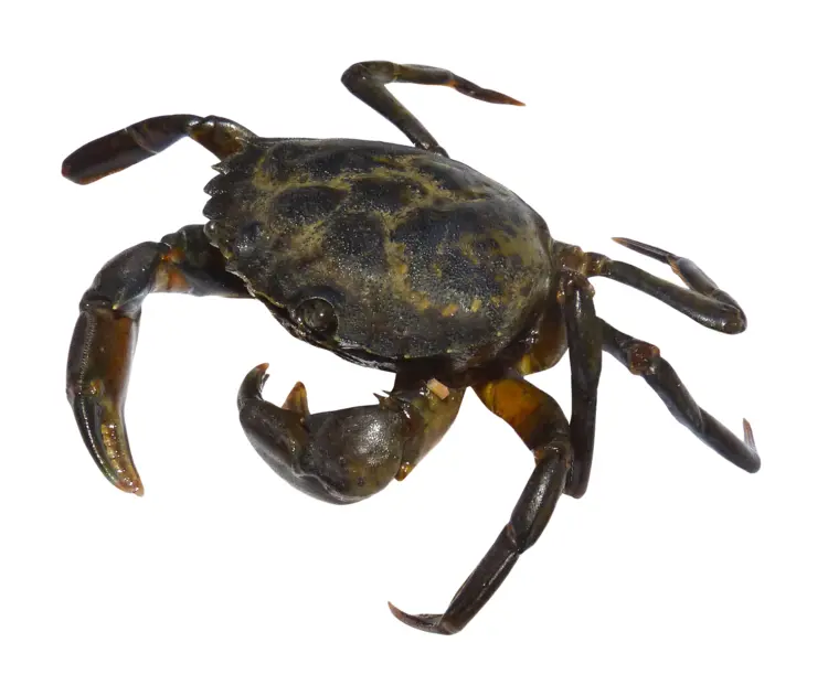 Dark Crab in Marine Environment