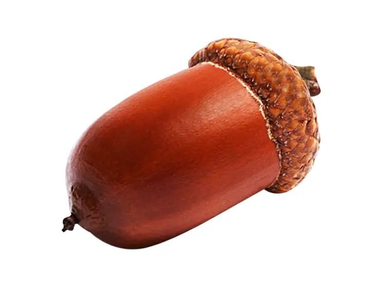 Realistic Acorn