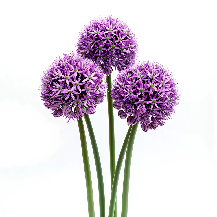Three Purple Allium Flowers