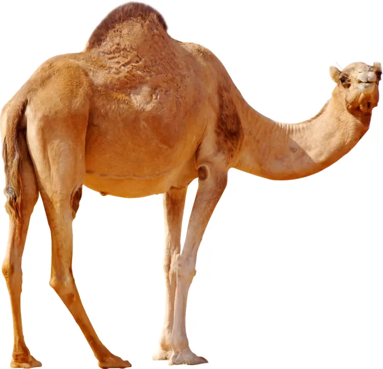 Standing Camel in Desert