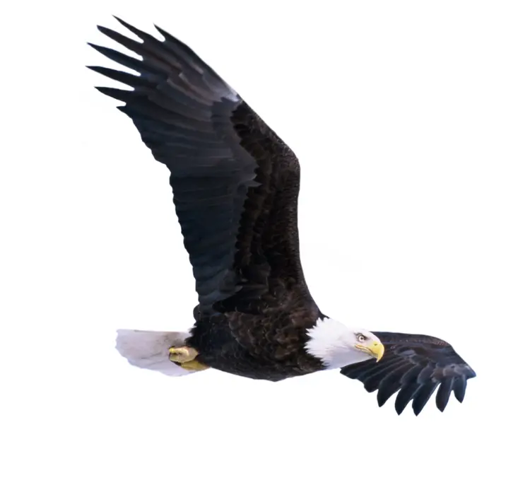Majestic Eagle in Flight