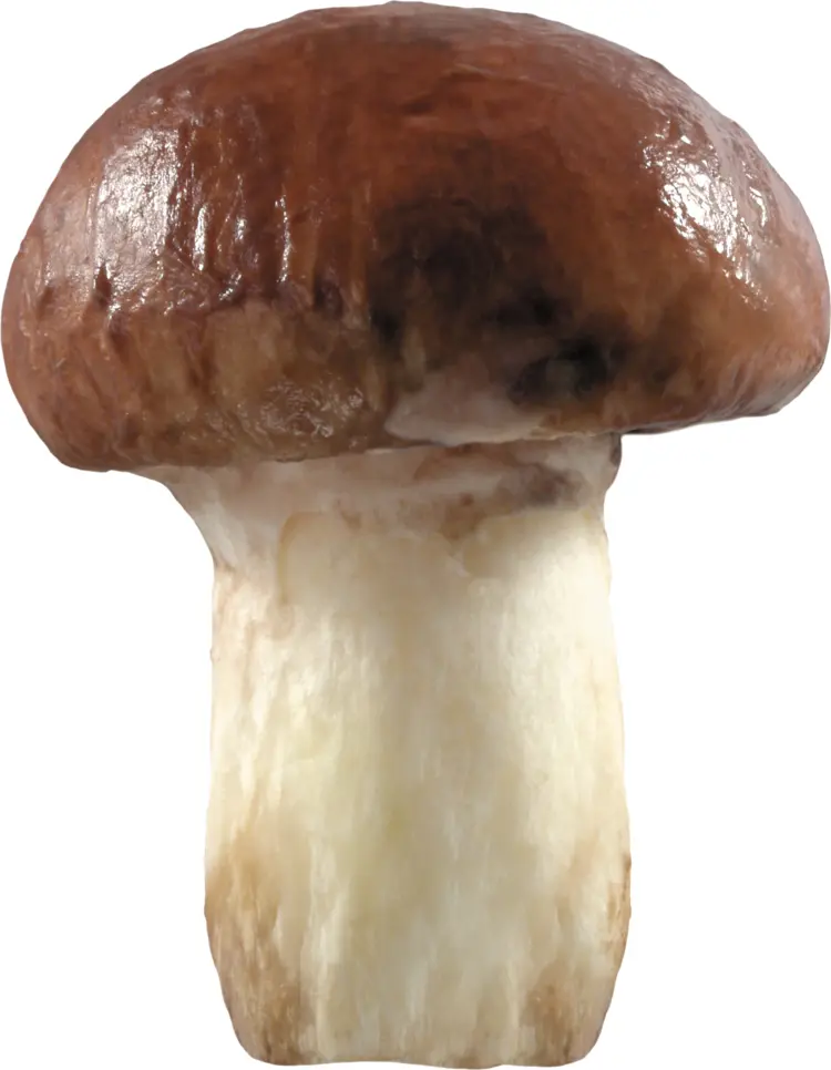 Single Porcini Mushroom