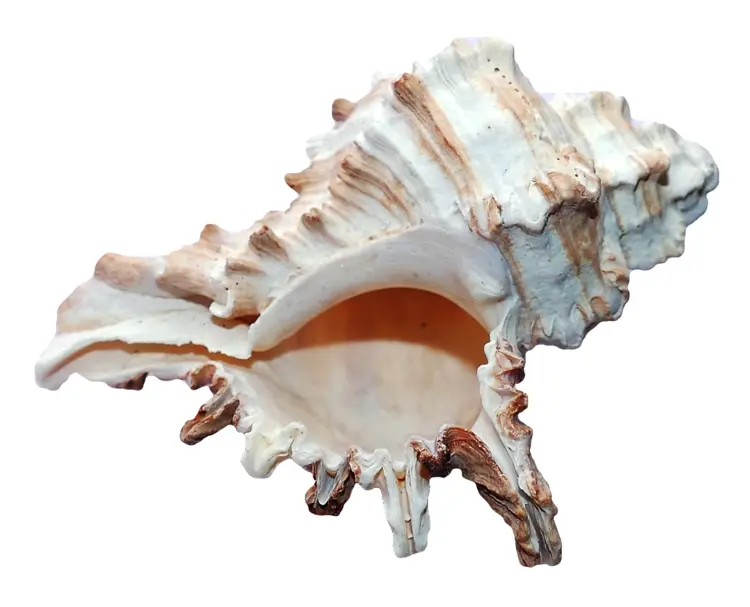 Open Shell with White and Brown Edges