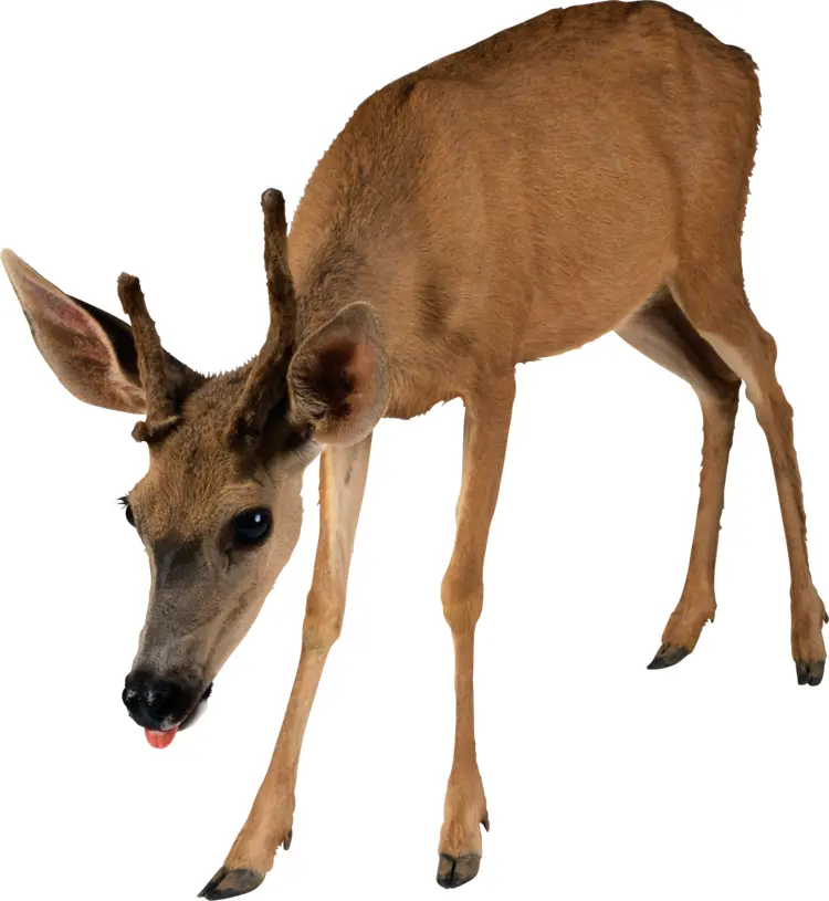 Deer with Small Antlers