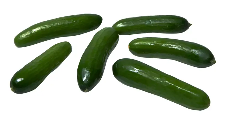 Fresh Green Cucumbers