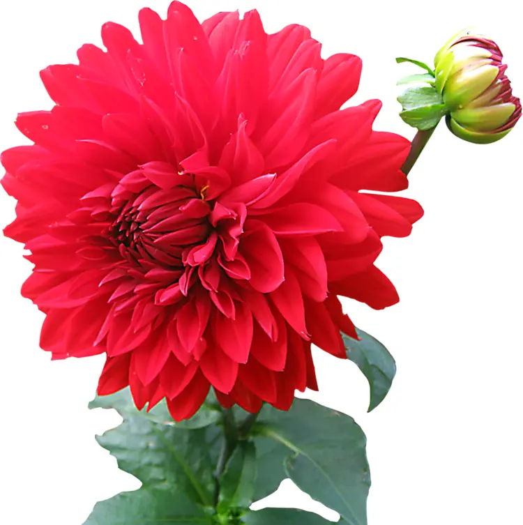 Vibrant Red Flower in Bloom