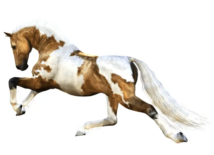 Painted Horse Running