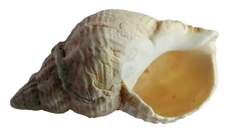 White and Brown Seashell