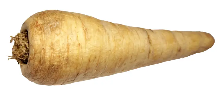 Single Fresh Parsnip