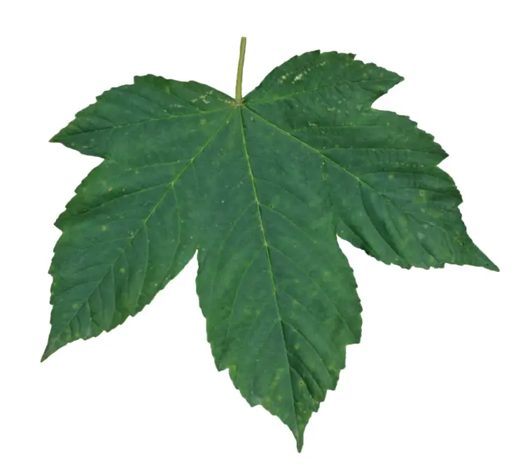 Single Green Leaf in Nature