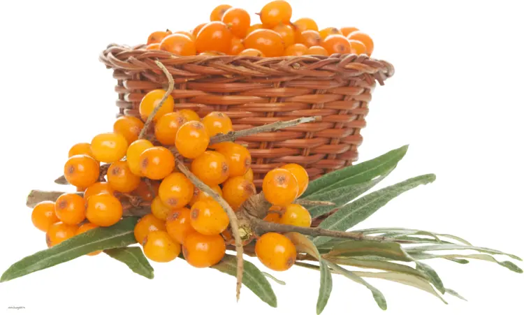 Sea Buckthorn Berries in a Basket