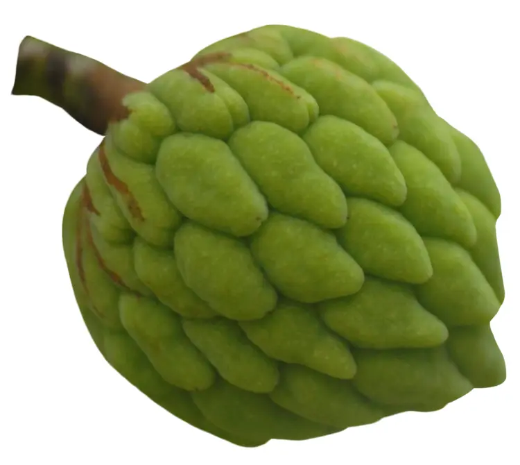 Single Green Custard Apple