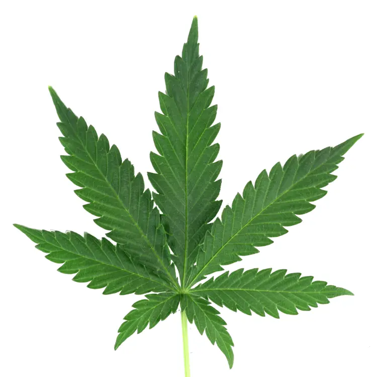 Detailed Cannabis Leaf