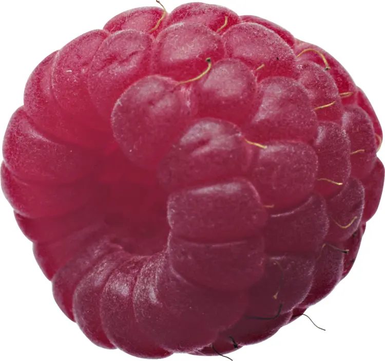 Close-up of a Single Raspberry