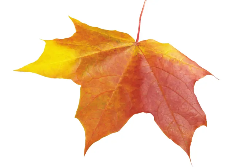 Yellow and Red Maple Leaf in Autumn