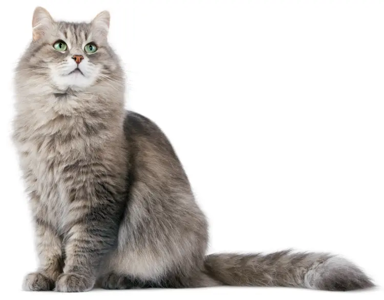 Fluffy Gray Cat with Green Eyes