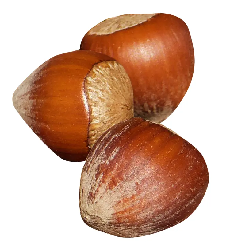 Brown Hazelnuts with Shell
