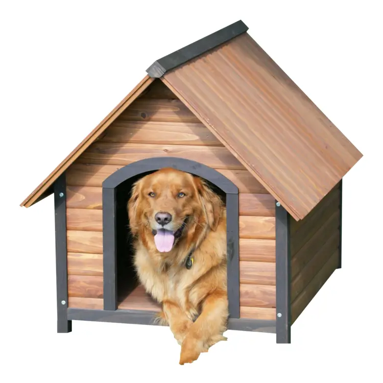 Dog Relaxing in Wooden House