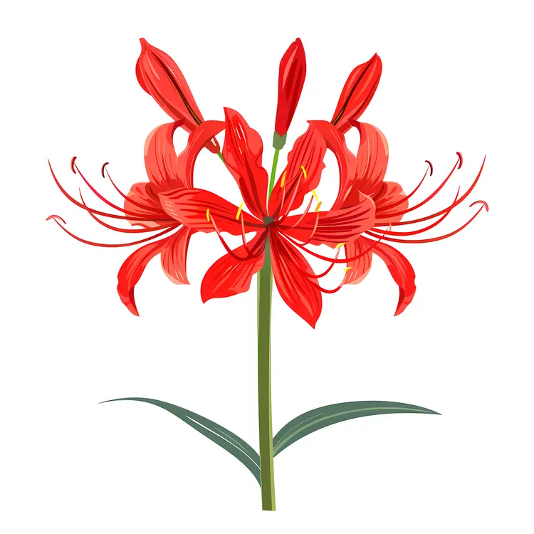 Red Spider Lily with Symmetrical Petals